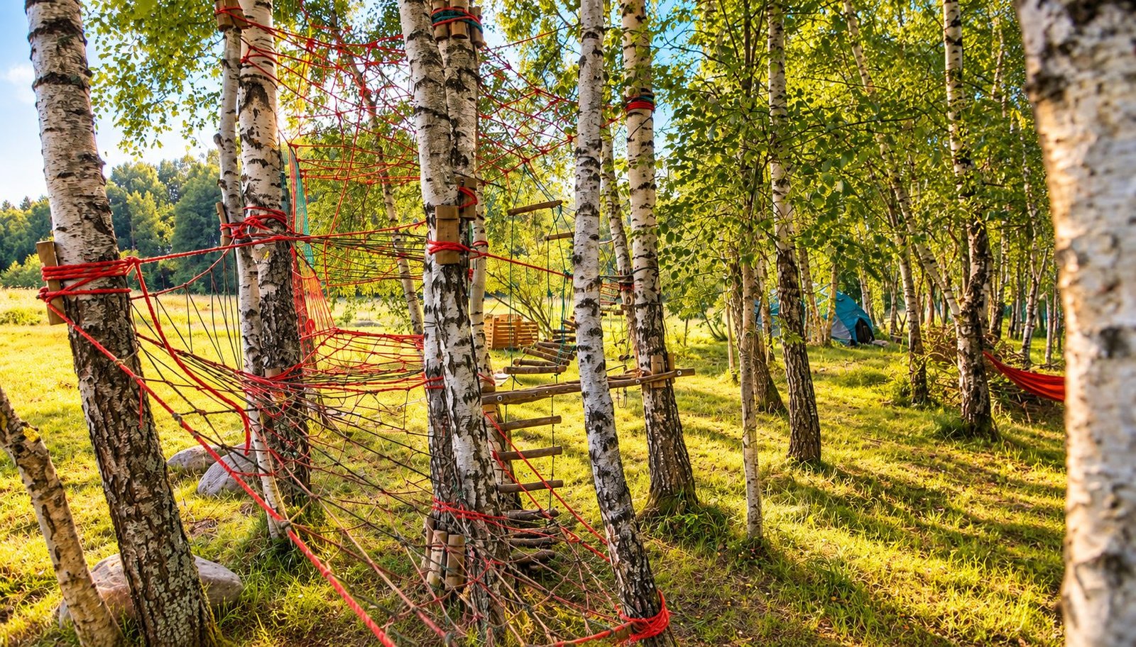 Virvių laipiojimo tinklas tarp beržų